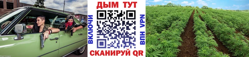 Купить где  Курильск  Шишки марихуана SATIVA & INDICA 